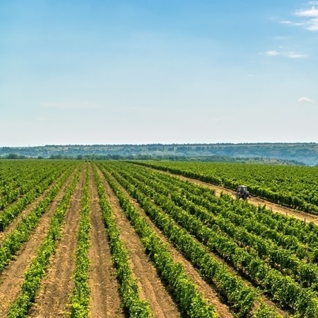 struguri din care se fac vinuri moldovenesti