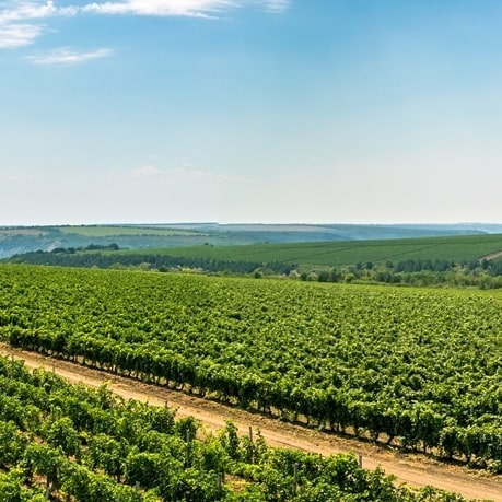 Podgorii cu struguri din moldova pentru vinuri moldovenesti