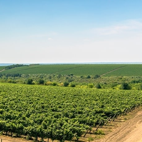 Podgorii cu struguri Moldova