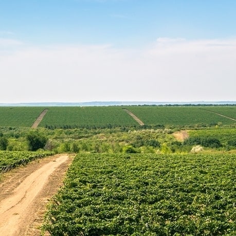 struguri pentru vinuri moldovenesti