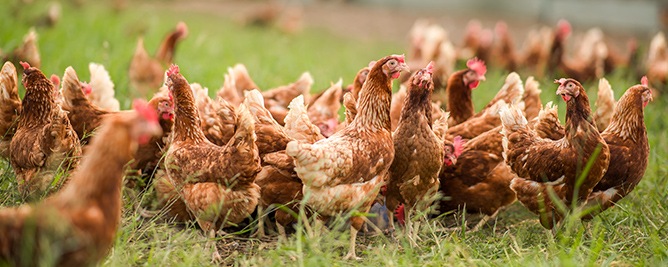 Smaakmakers: Label Rouge kip