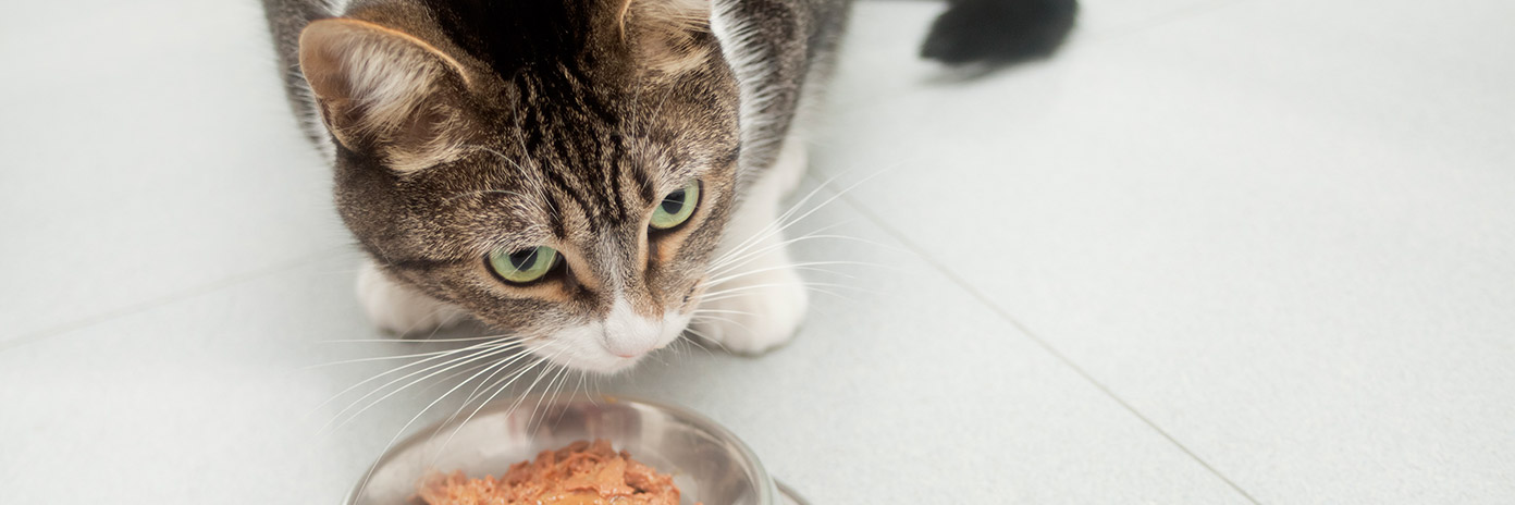 Kot jedzący karmę