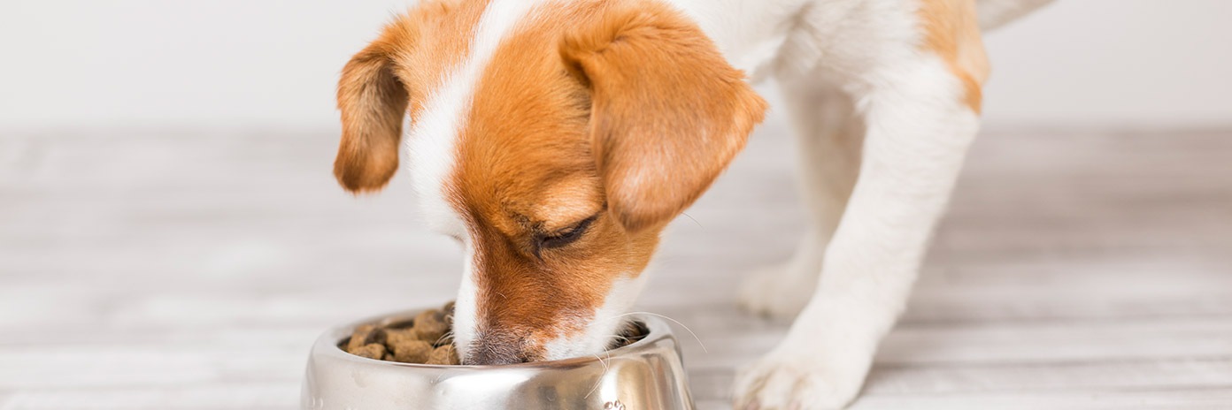Pies jedzący karmę