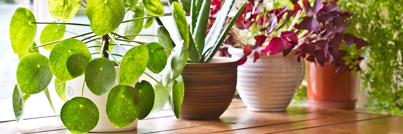 Kwiaty i rośliny doniczkowe