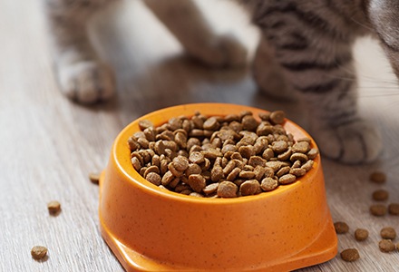 Karma sucha dla kota