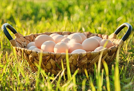Jaja ekologiczne