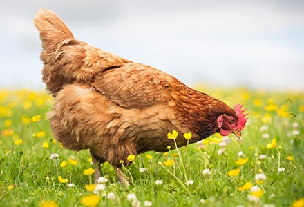 Jaja od kur z wolnego wybiegu