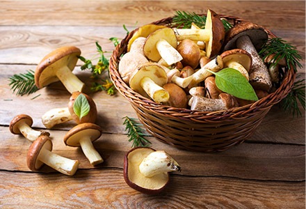 Grzyby świeże