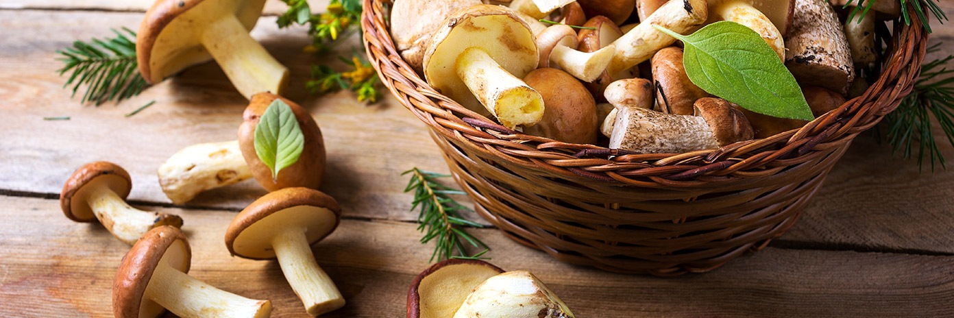 Świeże grzyby