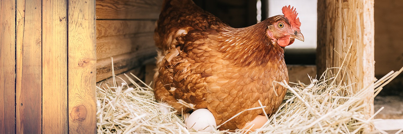 Jaja od kur z chowu ściółkowego