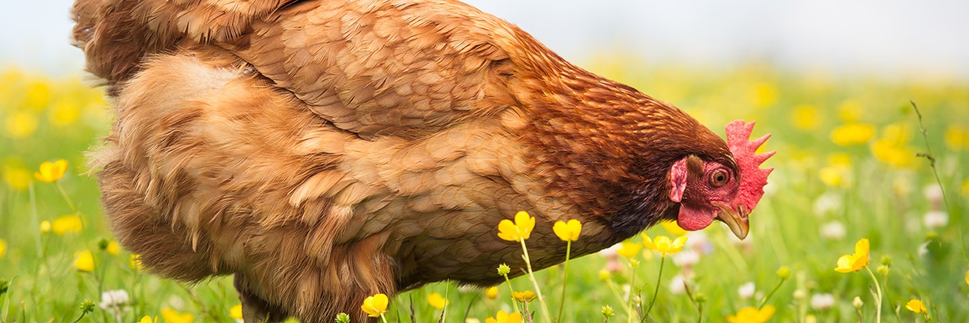 Jaja od kur z wolnego wybiegu