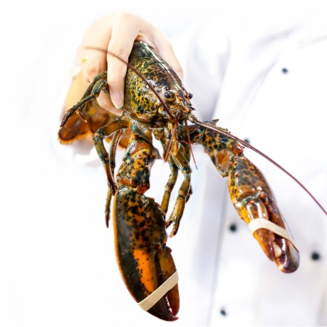 Certificação lavagante