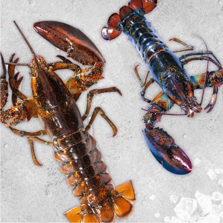 Lavagante europeu e americano