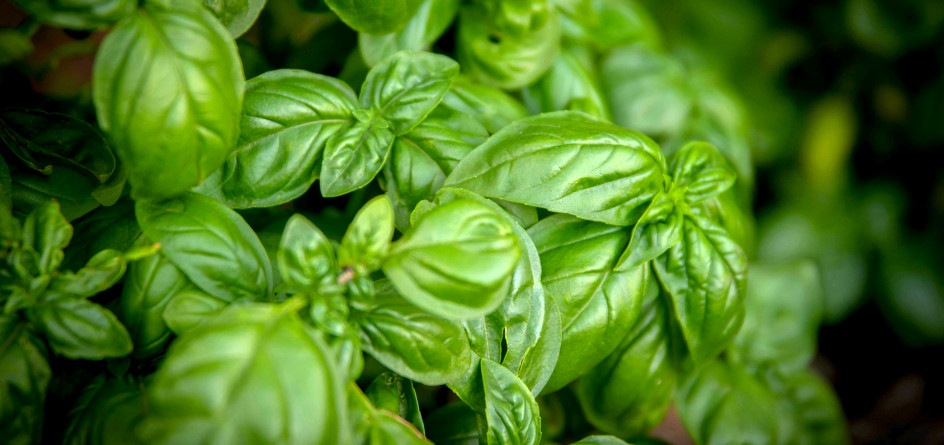 Sustainable Practices in Outdoor Horeca