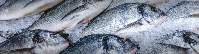 Pești proaspeți așezați pe gheață, pregătiți pentru vânzare – selecție METRO România.