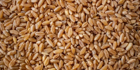 Grâu dur pentru paste