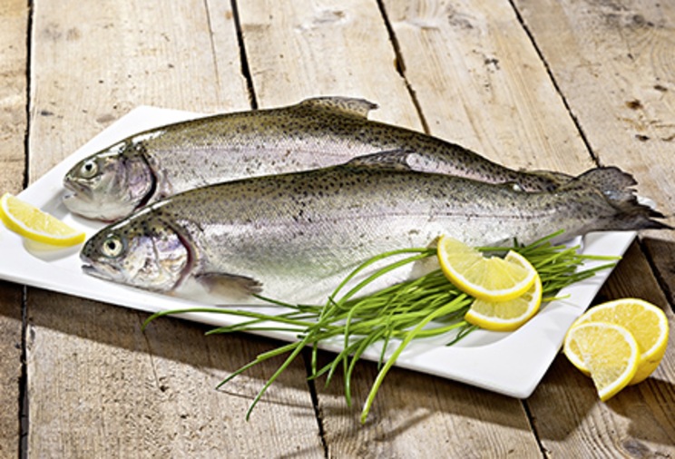 Pastrmka