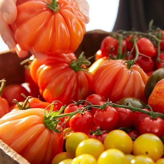 Plodasto povrće - paradajz