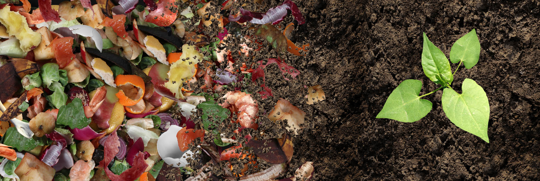 Kompostiranje detailed