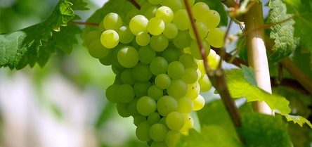 belo grožđe belo grožđe