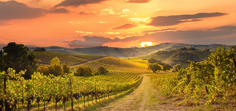 vinogradi vinogradi