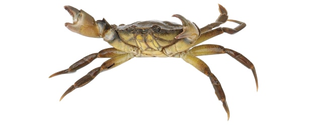 Krab německý