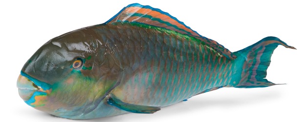 Ploskozubec modropruhý