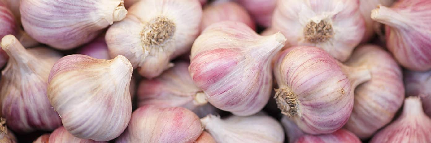 Česnek