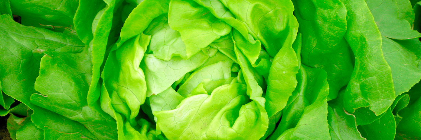 Listová zelenina
