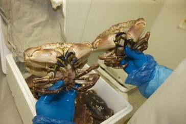 Živí živočichové