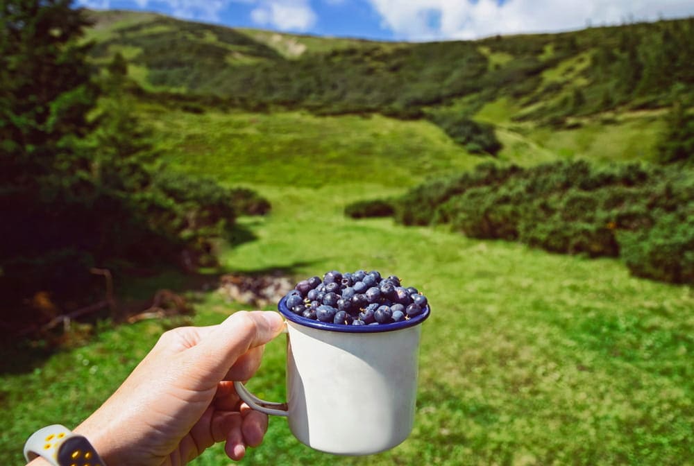 Рука тримає металевий кухоль, наповнений чорницею, на тлі зелених карпатських гір