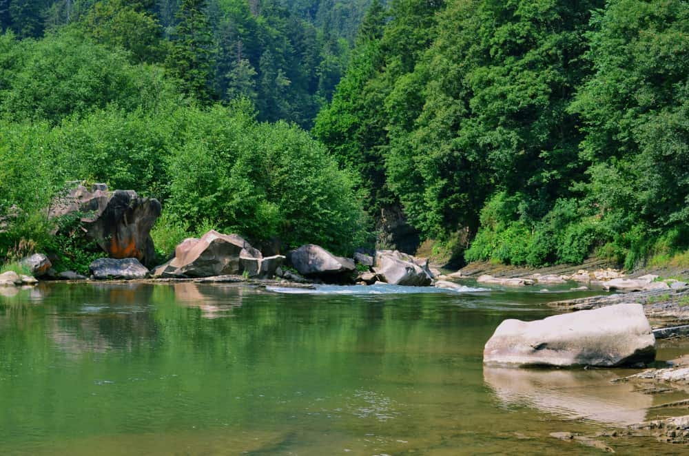 Річка серед скель і густого лісу в Карпатах у сонячний день
