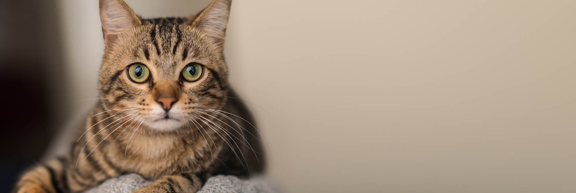 Сухі корма для котів