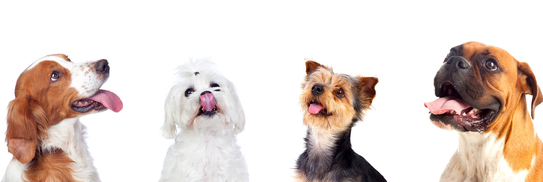 Сухі корма для собак