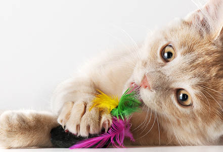 Іграшки для котів