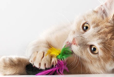 Іграшки для котів Іграшки для котів