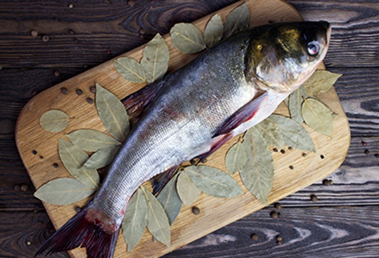 Товстолобик