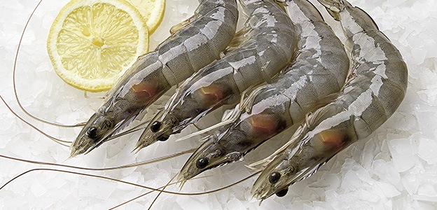 fine life deep frozen