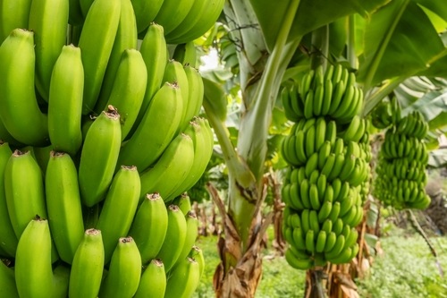 Бананова пальма