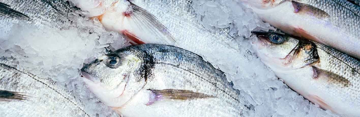 Salzwasserfische Salzwasserfische
