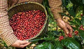 Nachhaltiger Kaffeegenuss