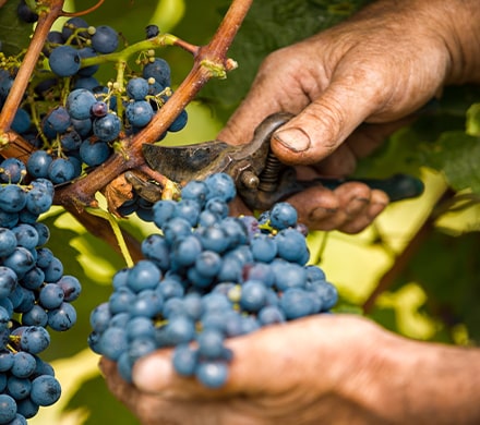 Cueillette de raisins par un viticulteur